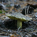 Grünling (Tricholoma equestre)