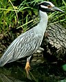 Yellow-crowned night heron