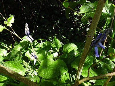 Atlantisches Hasenglöckchen Hyacinthoides non-scripta