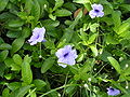 Snapdragon Root (Ruellia tuberosa)