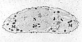 Transmission electron micrograph of a chondrocyte, stained for calcium, showing its nucleus (N) and mitochondria (M).