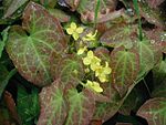 Epimedium pinnatum