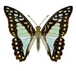 Graphium eurypylus