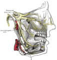 Distribution des nerfs maxillaires et mandibulaires, ainsi que du ganglion sous-maxillaire.