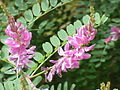 Indigofera tinctoria