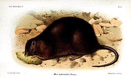 Rattus nativitatis