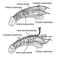 Desenho mostrando as artérias (desenho superior) e as veias (desenho inferior) que irrigam os corpos cavernosos do pênis. Na ereção do pênis, as artéria se dilatam, aumentando o fluxo de sangue para os corpos cavernosos, e as veias se contraem, impedindo a saída de sangue dos corpos cavernosos. Consequentemente, ocorre um inchamento dos corpos cavernosos e o aumento do tamanho do pênis.