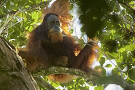 Orang-outan de Tapanuli ou Pongo tapanuliensis