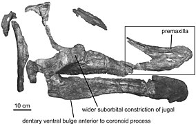 LACM/CIT 2852, holotipo de Augustynolophus morrisi.