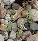 Sedum rupestre, the reflexed stonecrop