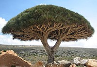 ソコトラ島の竜血樹、ベニイロリュウケツジュ（Dracaena cinnabari）