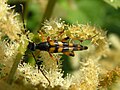 Strangalia attenuata (Linnaeus, 1758) ♂