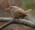 Caragolet (Troglodytes troglodytes)