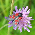 Kleine Fünffleck-Widderchen (Zygaena viciae)[14]