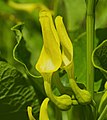 Aristolochia clematitis