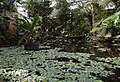 Amazonica Main Pond (East)