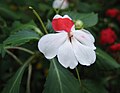 Impatiens balsamina