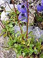 Campanula cochleariifolia