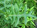 Feuille pennatipartite de Cirsium oleraceum