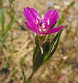 Clarkia purpurea