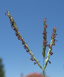 Digitaria didactyla.jpg