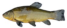 FemaleTench1.JPG