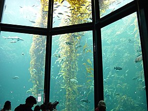 it kelpwâldakwarium fan it Monterey Bay Aquarium yn Monterey