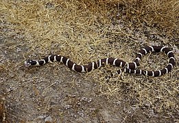 Lampropeltis getula a des motifs annelés.