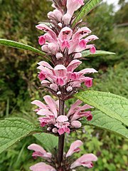 花冠は葉腋に輪散花序になってつく。