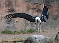 Marabou stork (Leptoptilos crumeniferus)