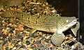 Mottled bichir