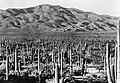 Saguaro National Park in het zuiden van Arizona circa 1935