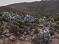 Senecio haworthii