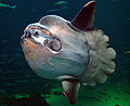 Ocean sunfish