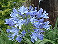 Agapanthus africanus