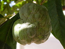 Bunga ti Annona squamosa