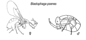 Крылатая самка (слева) и бескрылый самец Blastophaga psenes