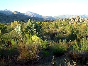 Fynbos i Western Cape.