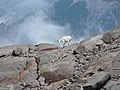 Capra delle nevi nel parco nazionale del monte Rainier