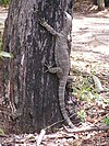 Varanus varius