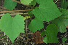 Vitis amurensis