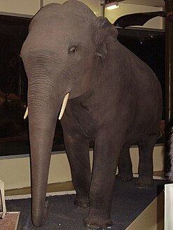 Hans, l'éléphant naturalisé par Louis Dufresne, spécimen 1931.1.18, né au Sri Lanka vers 1785, mort à Paris en janvier 1802, muséum d'histoire naturelle de Bourges.