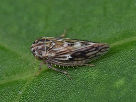 Agallia consobrina GS2.jpg