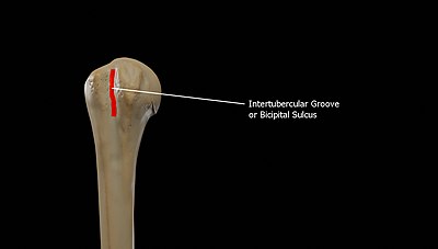 Intertubercular Groove or Bicipital Groove