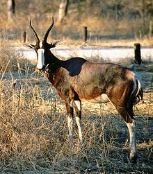 Bontebok Namibia.jpg