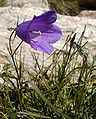 Campanula scheuchzeri