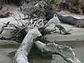 Image 30 Driftwood (from Marine fungi)