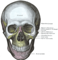 Cranio humano, v. frontal.