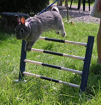 A rabbit jumping