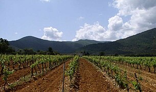 Vignes près de Les Mayons.